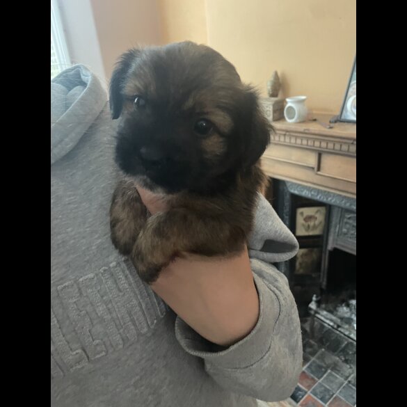 Mixed Breed - Both