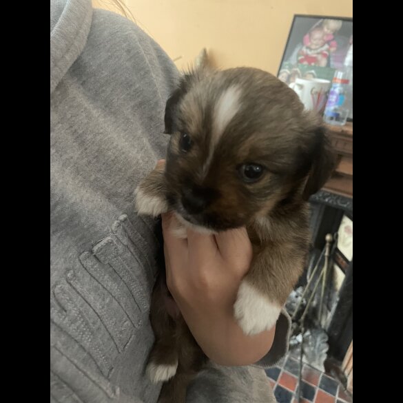 Mixed Breed - Both