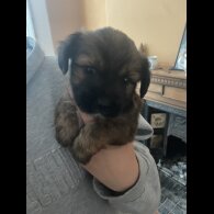 Mixed Breed - Both
