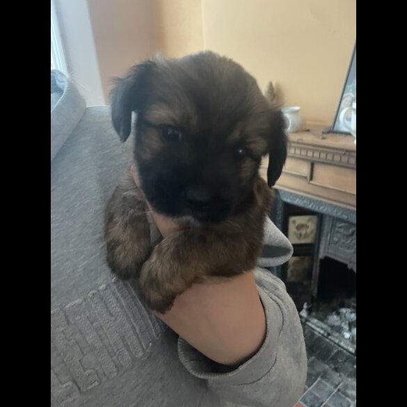 Mixed Breed - Both