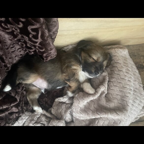 Mixed Breed - Both
