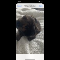 Mixed Breed - Both