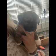 Mixed Breed - Both