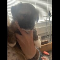 Mixed Breed - Both