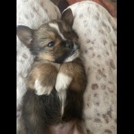 Mixed Breed - Both