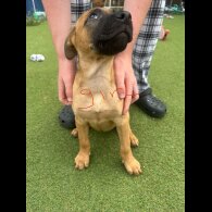 Mixed Breed - Both