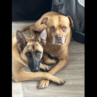 Mixed Breed - Both