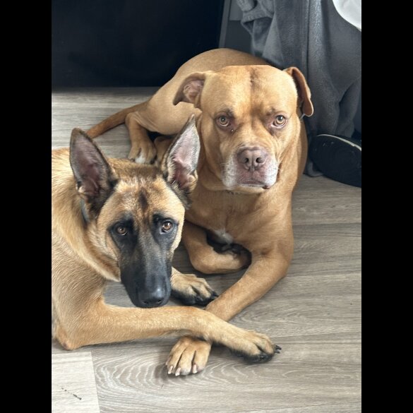 Mixed Breed - Both