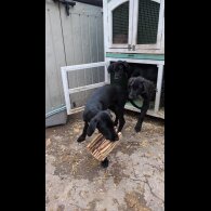 Mixed Breed - Both