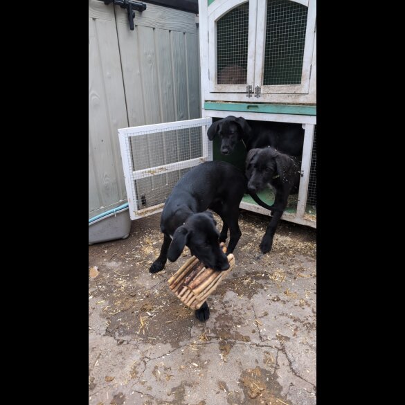 Mixed Breed - Both