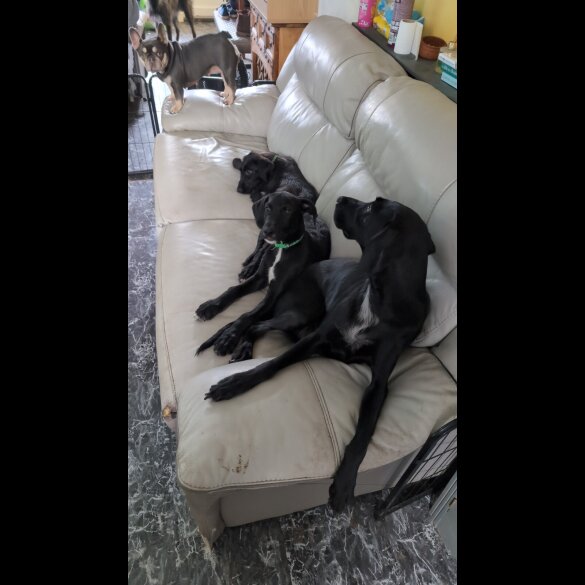 Mixed Breed - Both