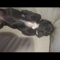 Mixed Breed - Both