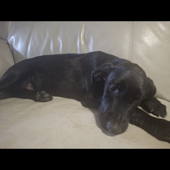 Mixed Breed - Both