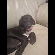Mixed Breed - Both
