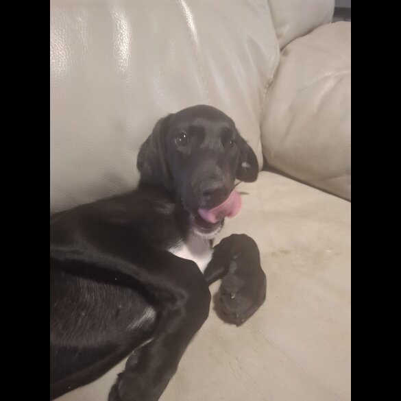 Mixed Breed - Both