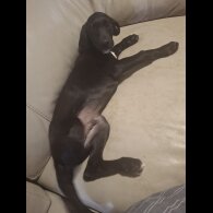 Mixed Breed - Both