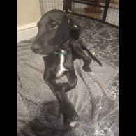 Mixed Breed - Both