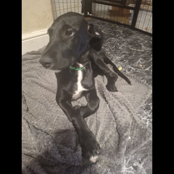 Mixed Breed - Both