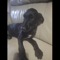 Mixed Breed - Both