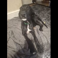 Mixed Breed - Both
