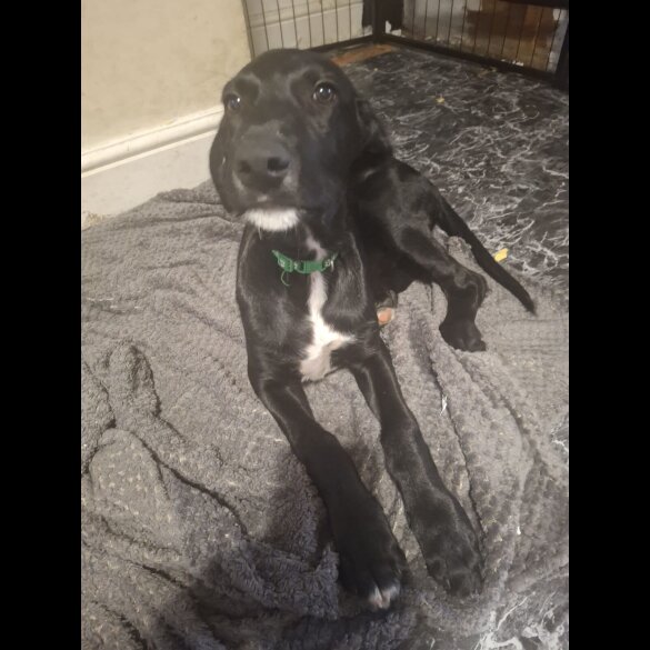 Mixed Breed - Both