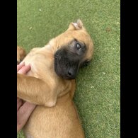 Mixed Breed - Both