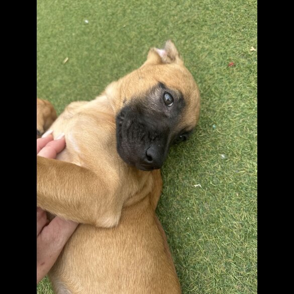 Mixed Breed - Both