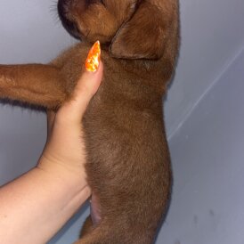 Mixed Breed - Both