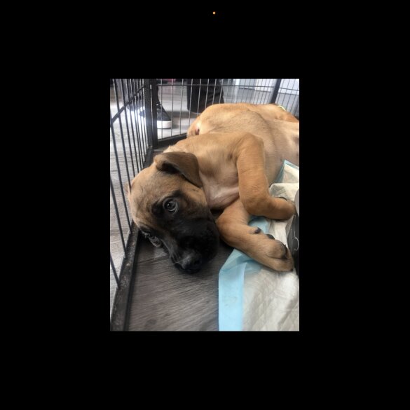 Mixed Breed - Both