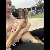 Mixed Breed - Both