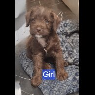 Mixed Breed - Dogs