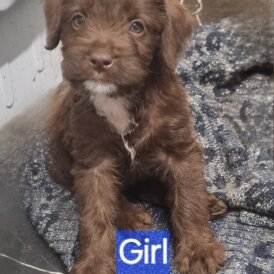Mixed Breed - Dogs