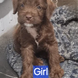 Mixed Breed - Dogs