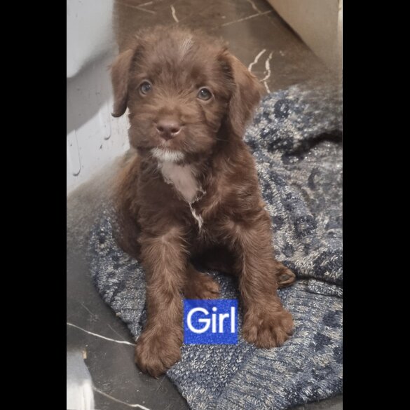 Mixed Breed - Dogs