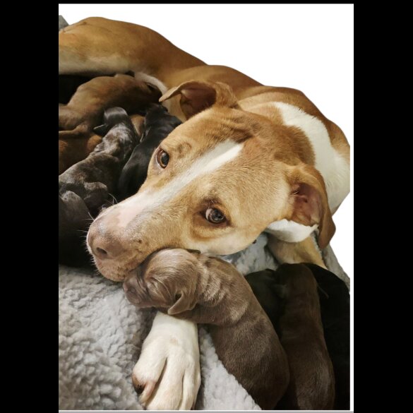 Mixed Breed - Dogs