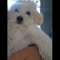 Morkie - Dogs