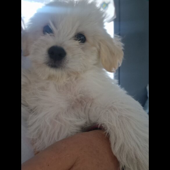 Morkie - Dogs