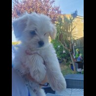 Morkie - Dogs
