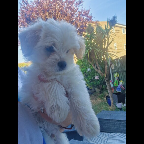 Morkie - Dogs