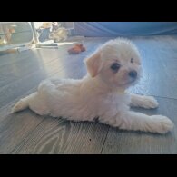 Morkie - Dogs