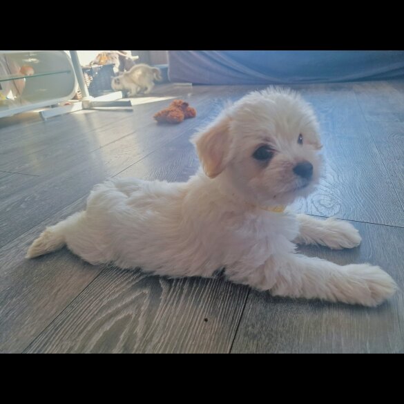 Morkie - Dogs