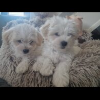 Morkie - Dogs