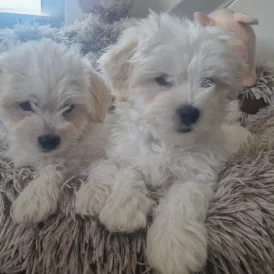 Morkie - Dogs