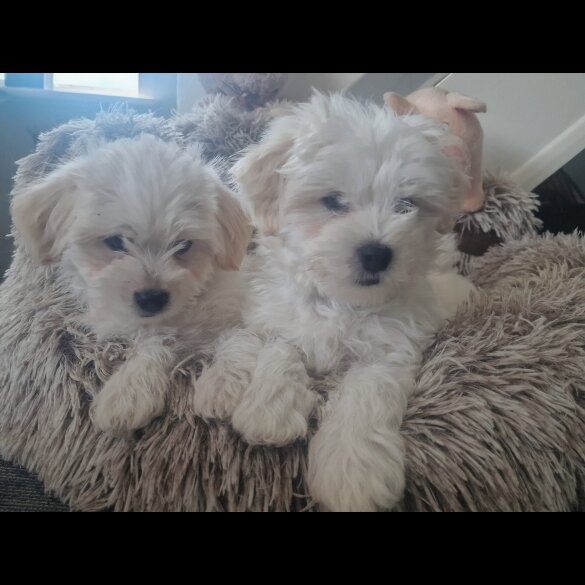 Morkie - Dogs