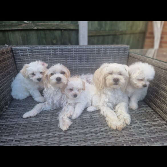 Morkie - Dogs