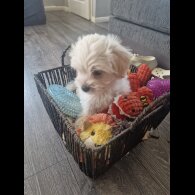 Morkie - Dogs