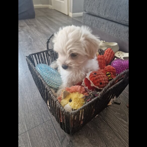 Morkie - Dogs