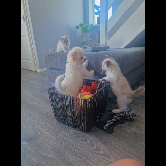 Morkie - Dogs