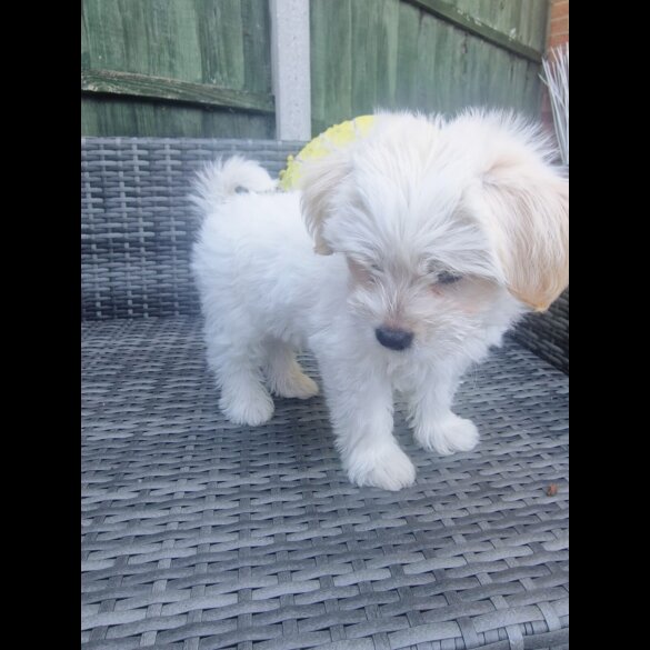 Morkie - Dogs