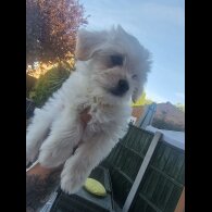 Morkie - Dogs